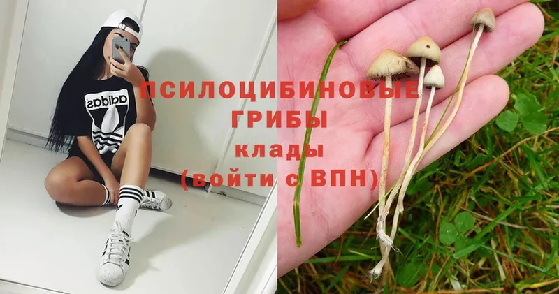 Галлюциногенные грибы Psilocybe  как найти закладки  блэк спрут сайт  Белоусово 